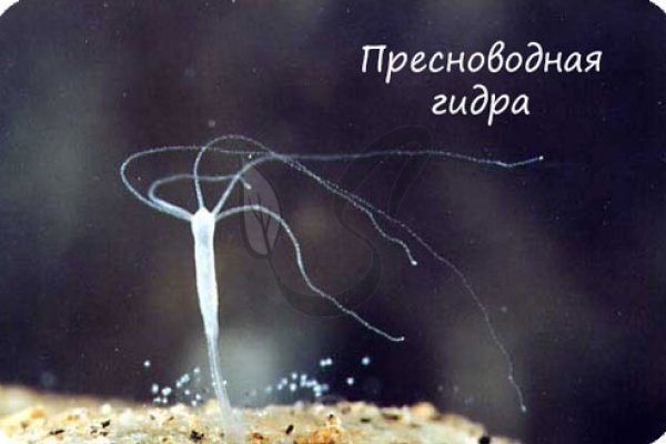 Ссылка на kraken торговая площадка
