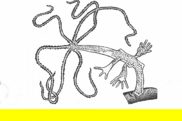 Ссылка на kraken торговая площадка